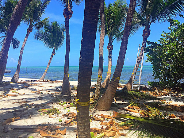 Our Key West Day Trip for 4-6 Persons